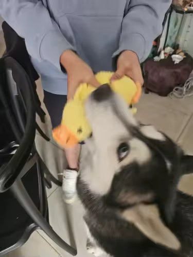 Emotional Support Duck