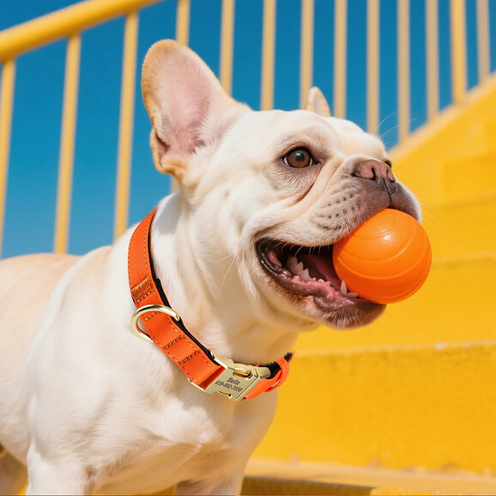 Personalized Collar