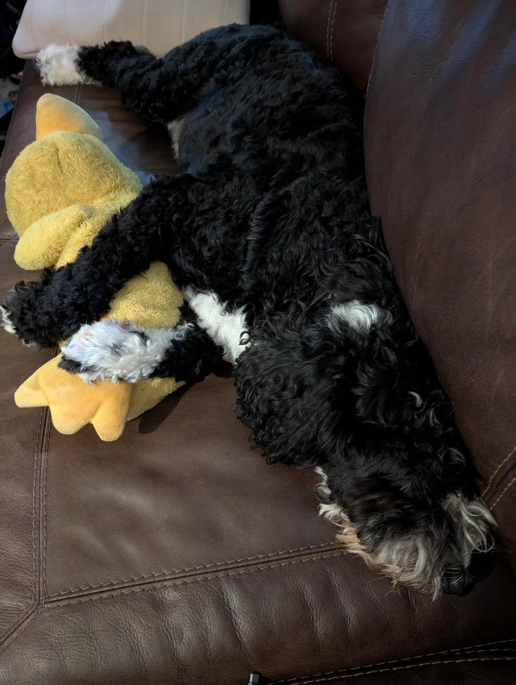 Emotional Support Duck